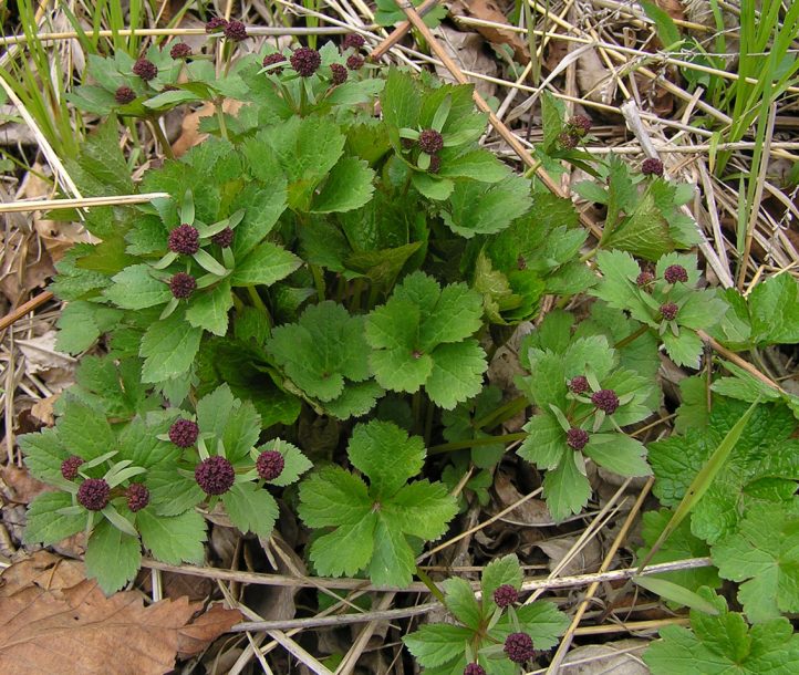 Изображение особи Sanicula rubriflora.