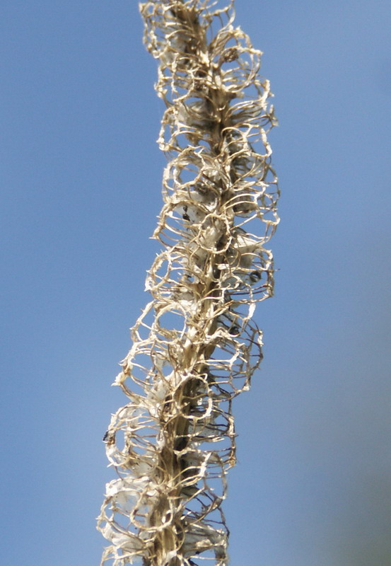 Image of Phyteuma nigrum specimen.