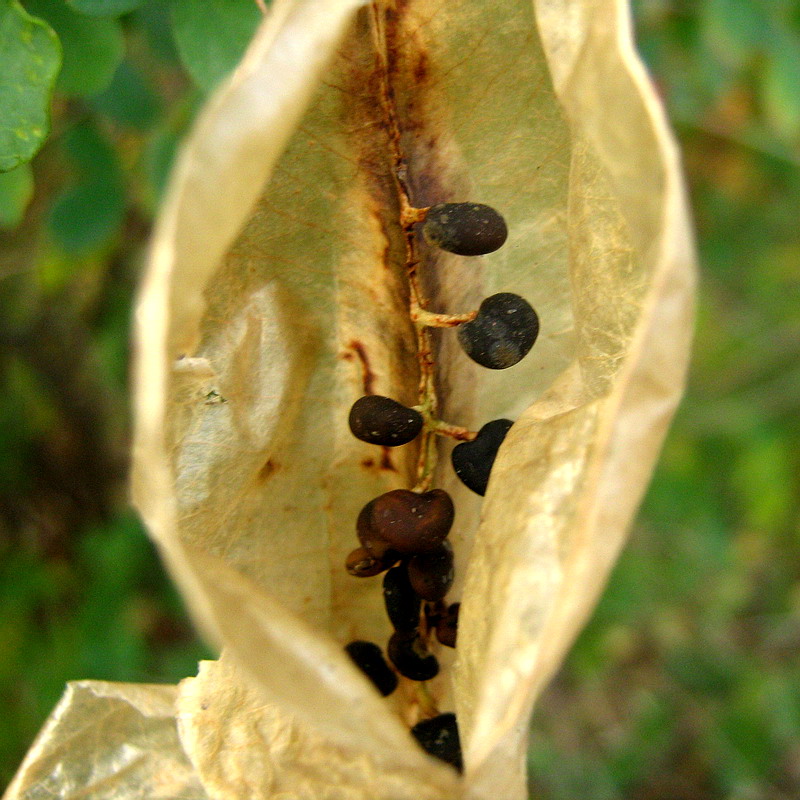 Image of Colutea orientalis specimen.