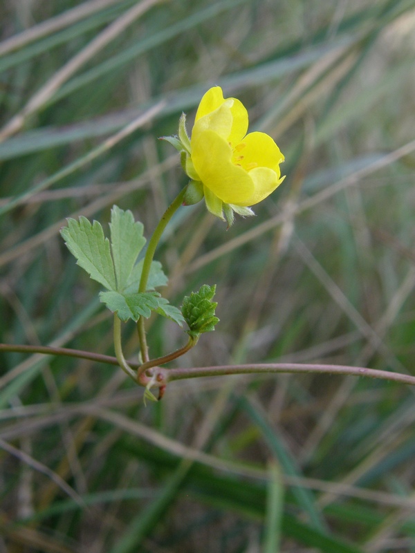 Изображение особи Potentilla reptans.