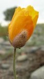 Papaver setosum