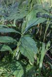 Adenophora liliifolia