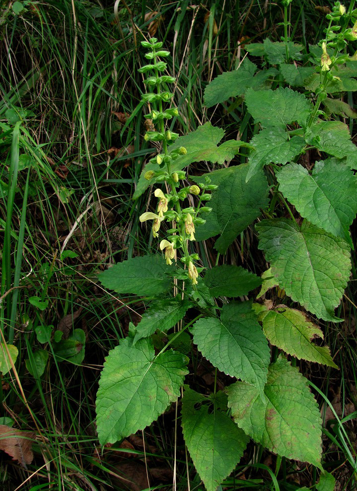 Изображение особи Salvia glutinosa.