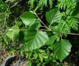 Betula litwinowii. Верхушка ветви. Краснодарский край, хр. Аибга, луг, ≈ 2200 м н.у.м. 09.07.2015.