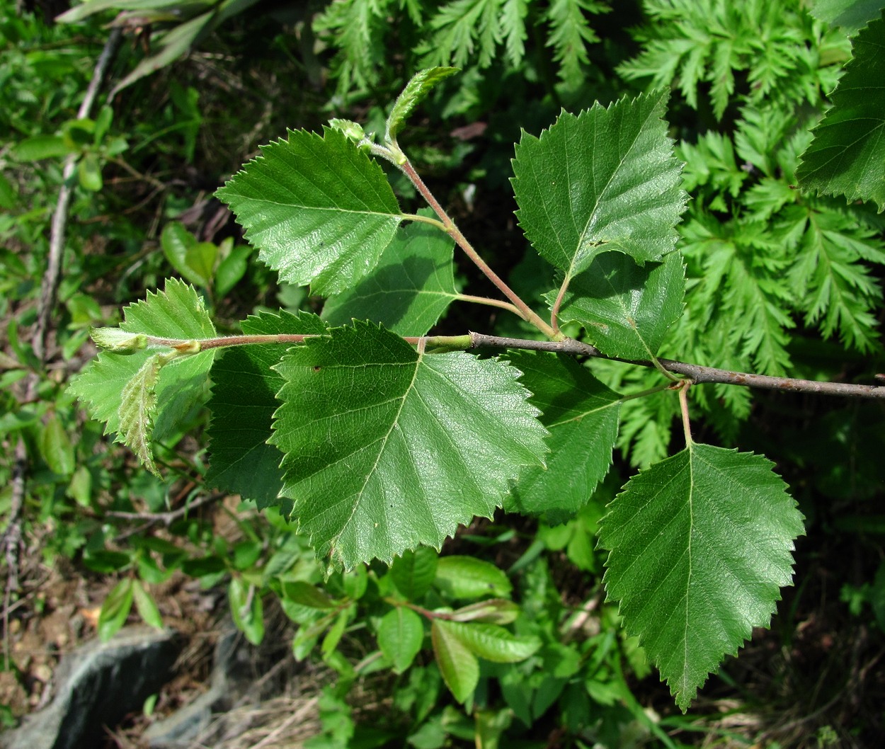 Изображение особи Betula litwinowii.