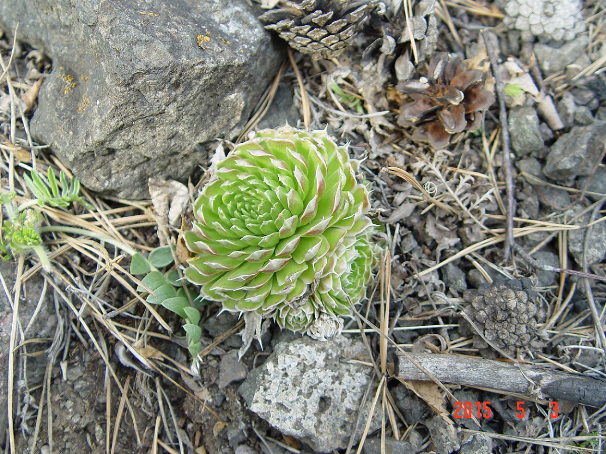 Image of Orostachys spinosa specimen.