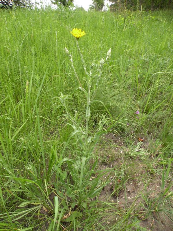 Изображение особи Tragopogon dasyrhynchus.