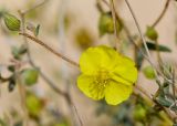 Helianthemum sancti-antonii