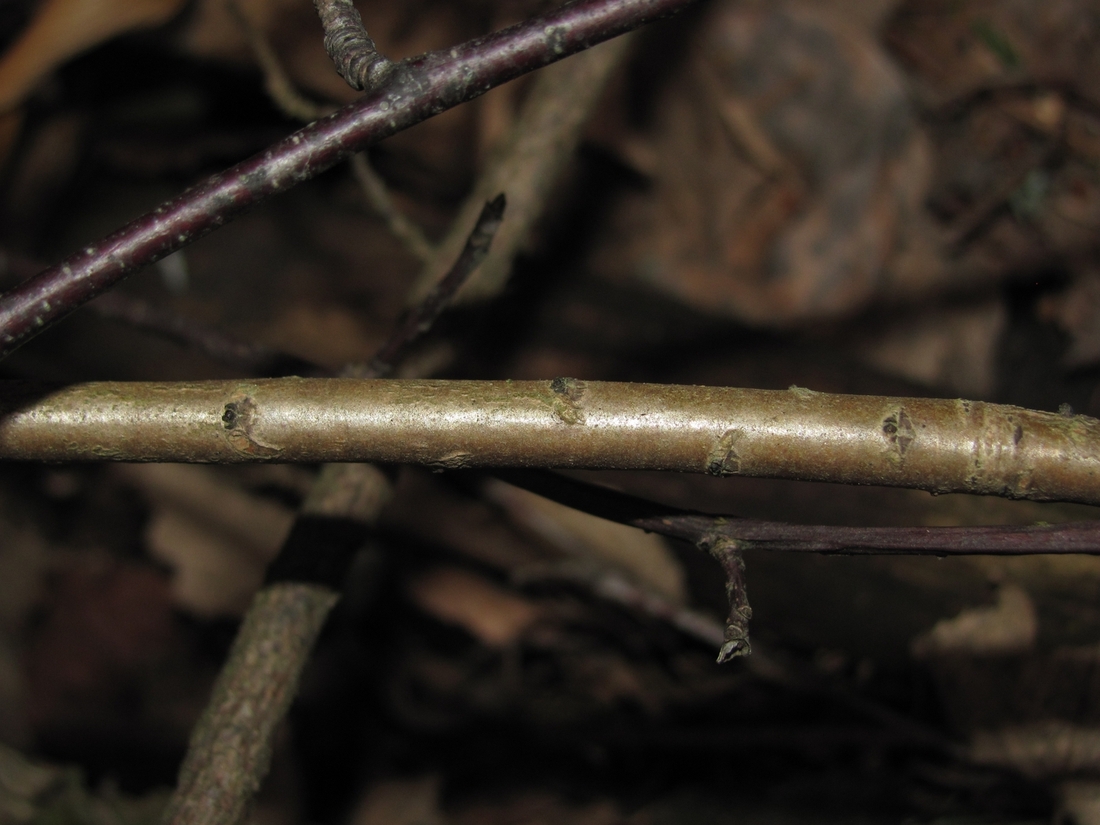 Image of Daphne mezereum specimen.