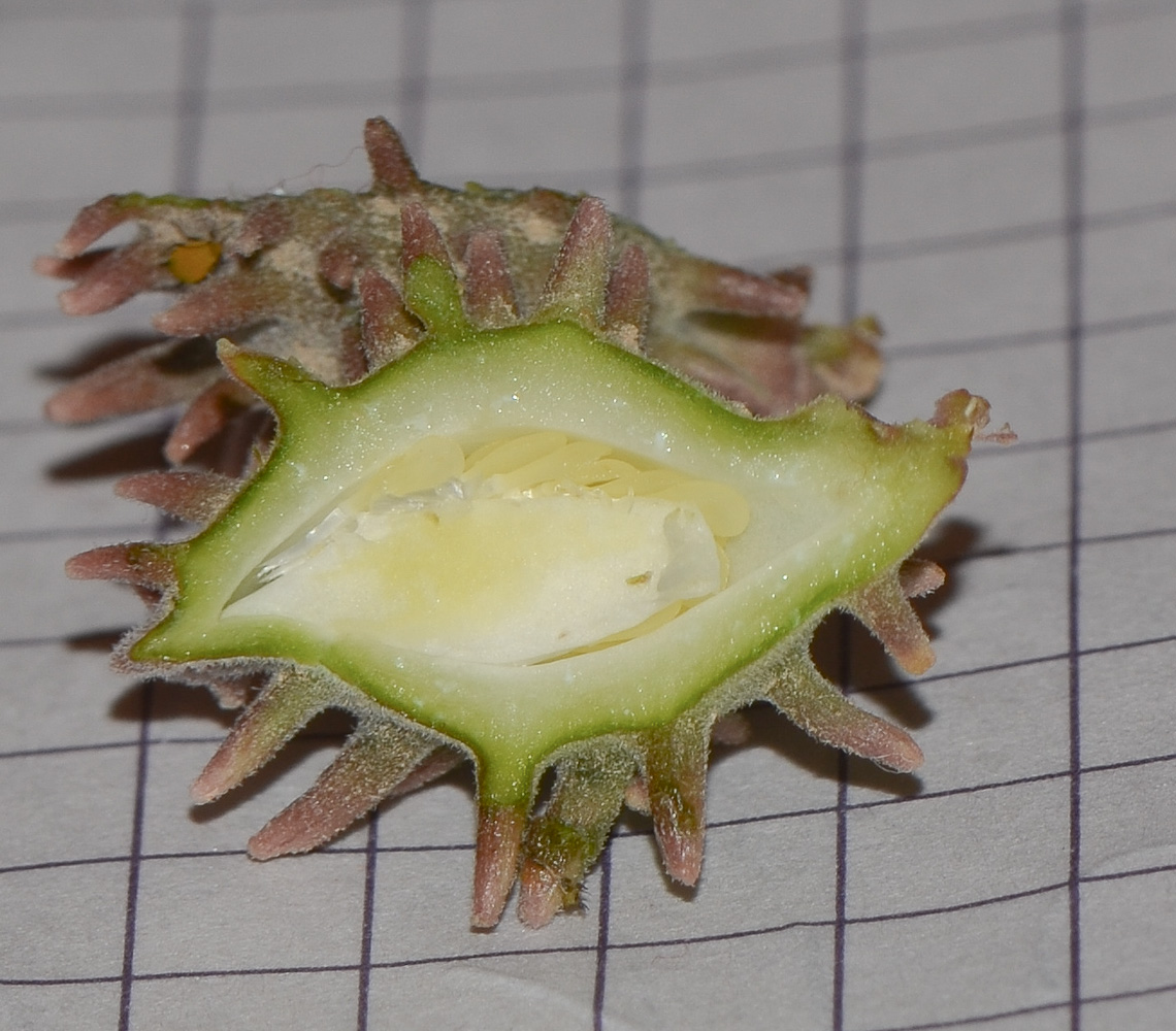 Image of Glossonema boveanum specimen.