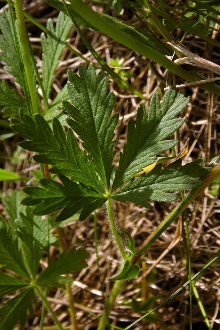 Изображение особи Potentilla goldbachii.