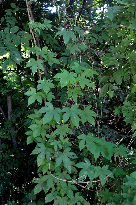 Изображение особи Humulopsis scandens.