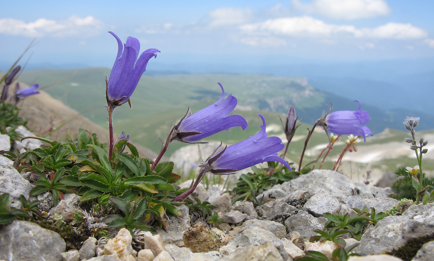 Image of Campanula ciliata specimen.