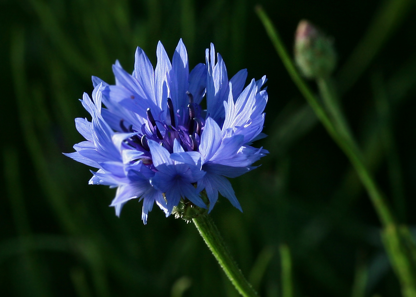 Изображение особи Centaurea cyanus.