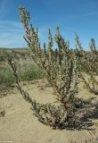 Salsola foliosa. Плодоносящее растение. Астраханская обл., вост. берег оз. Баскунчак. 04.10.2009.