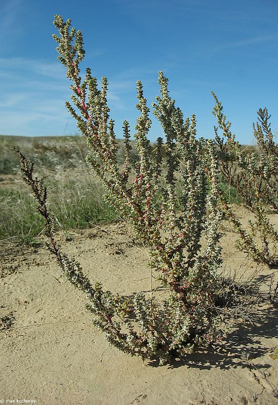 Изображение особи Salsola foliosa.