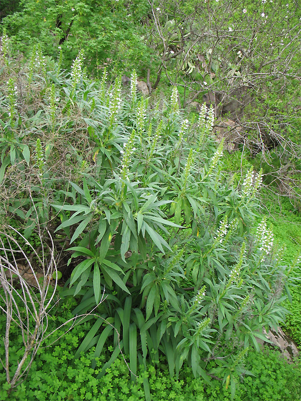 Изображение особи Echium onosmifolium.