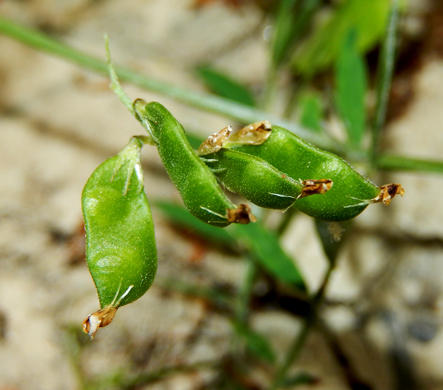 Изображение особи Vicia loiseleurii.