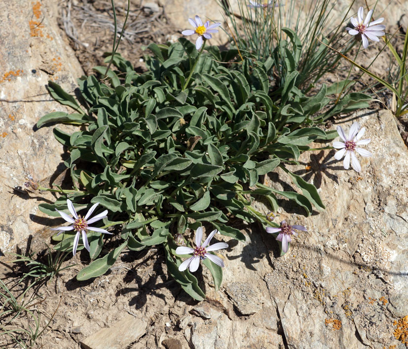 Image of Rhinactinidia limoniifolia specimen.