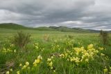 Primula macrocalyx. Аспект цветущих растений на сенокосном и используемом под выпас лугу. Алтайский край, окр. пос. Тигирек, заповедник \"Тигирекский\", низовья долины р. Большой Тигирек (левый берег). 25.05.2015.