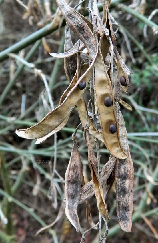 Image of genus Laburnum specimen.