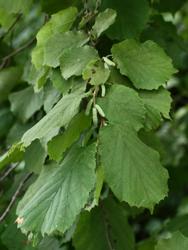 Изображение особи Corylus avellana.