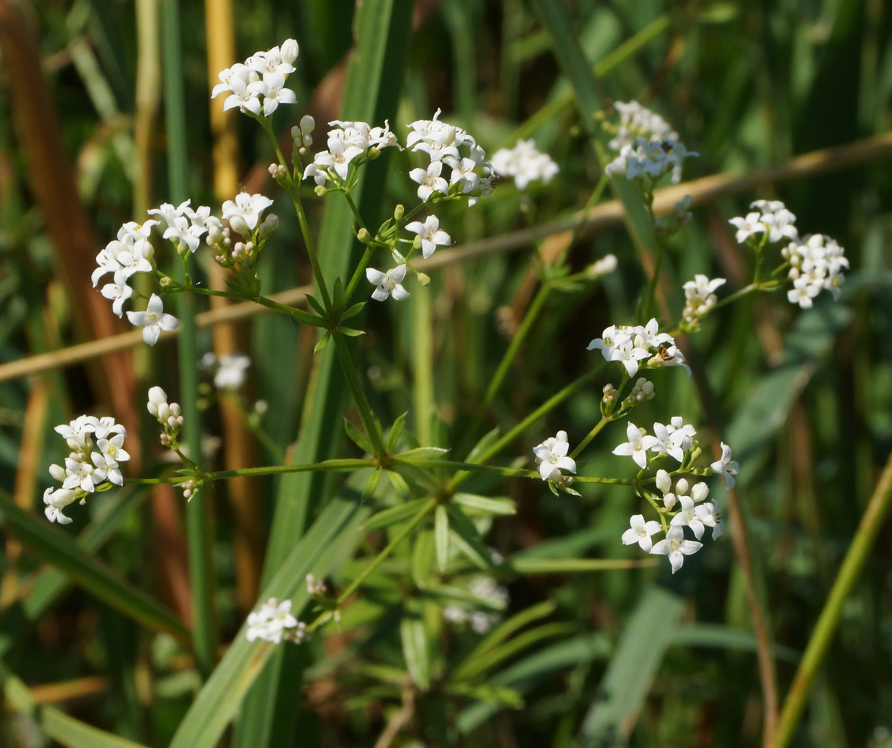 Изображение особи Galium pseudorivale.