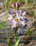 Astragalus alpinus