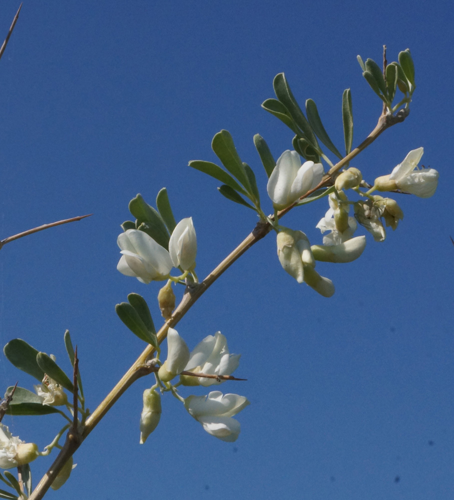 Image of Halimodendron halodendron specimen.