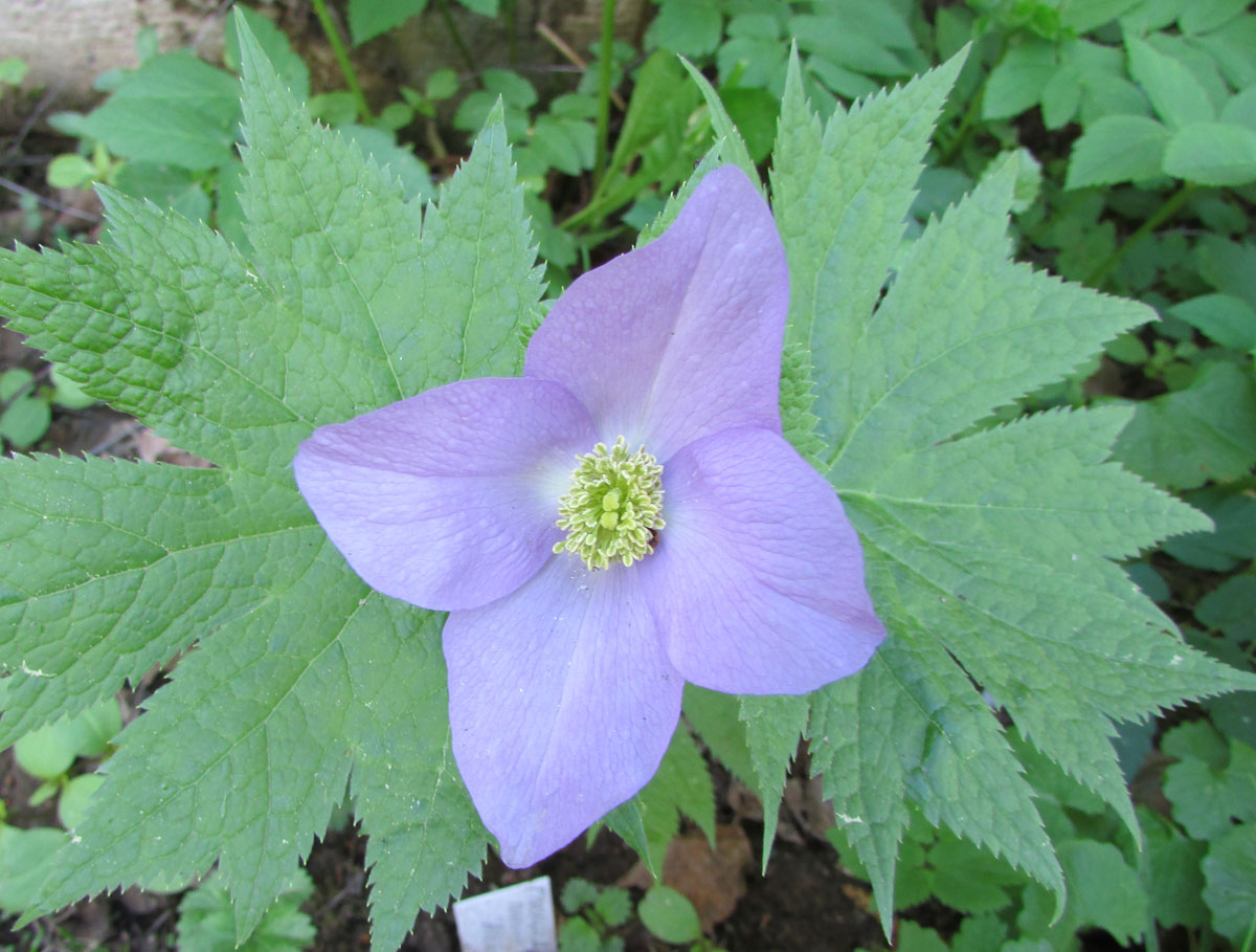 Изображение особи Glaucidium palmatum.