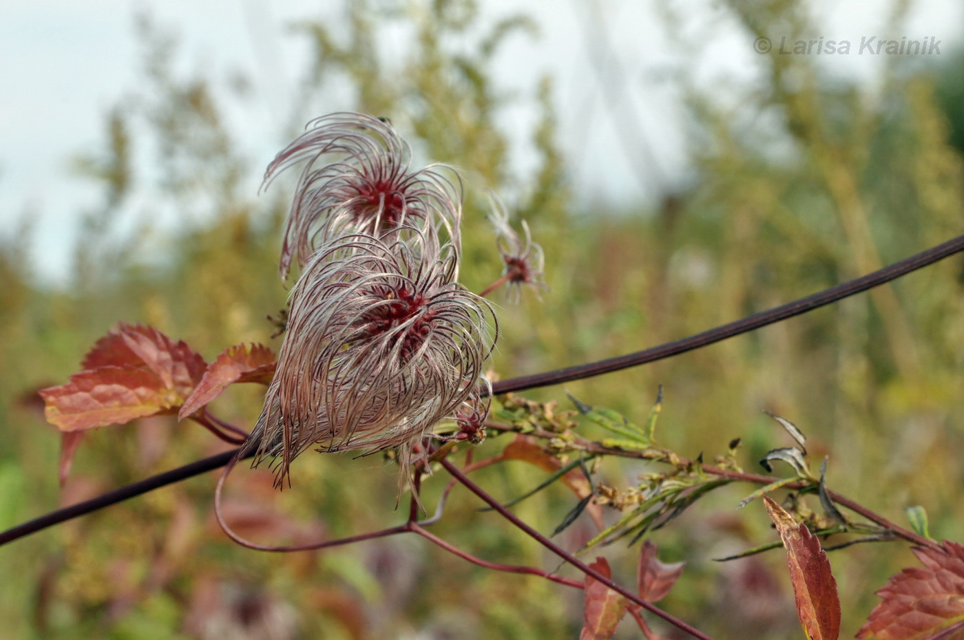 Изображение особи Clematis serratifolia.