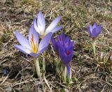 Crocus reticulatus