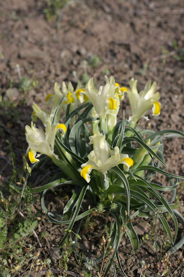 Изображение особи Juno orchioides.