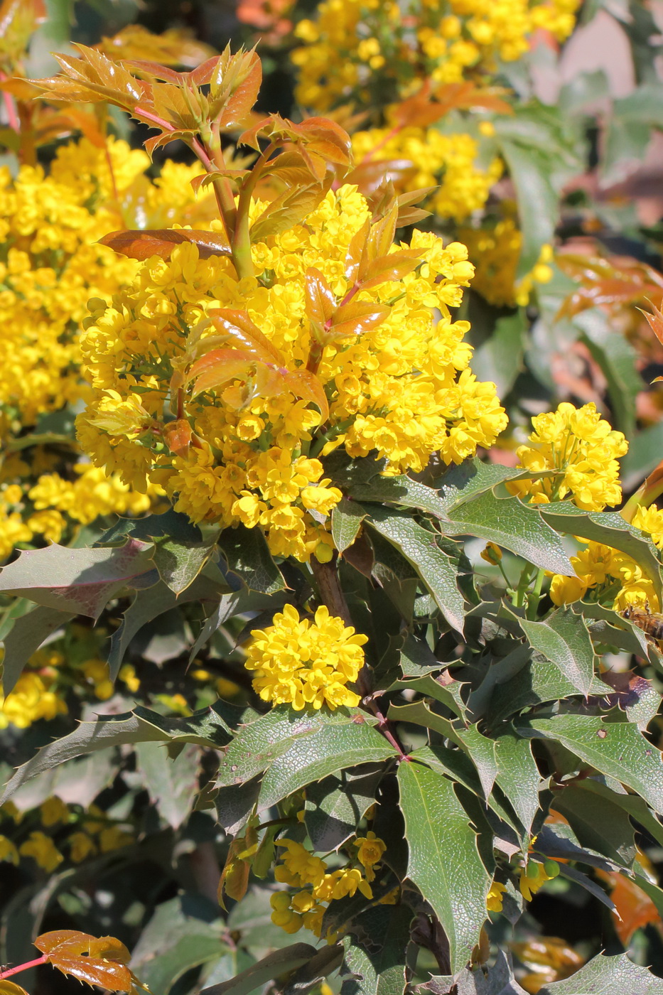 Изображение особи Mahonia aquifolium.