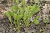 Viola mirabilis. Цветущее растение. Саратов, Кумысная поляна, широколиственный лес. 24.04.2016.