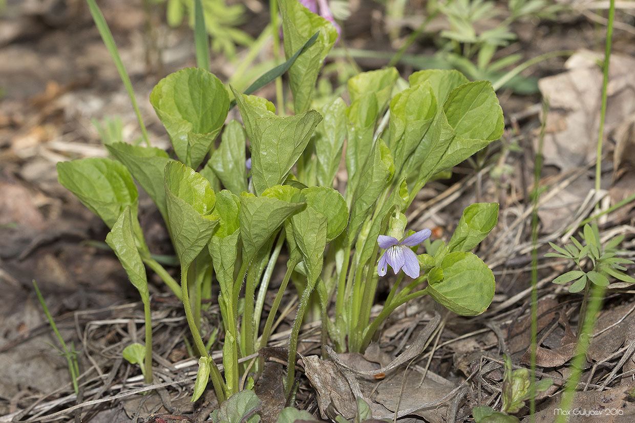 Изображение особи Viola mirabilis.