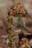 Dryopteris expansa. Разворачивающаяся вайя. Ленинградская обл., Всеволожский р-н, окр. пос. Куйвози, смешанный лес. 07.05.2016.