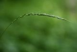 Elymus caninus. Соцветие (соплодие?). Санкт-Петербург, Дудергофские высоты, широколиственный лес. 18.07.2009.