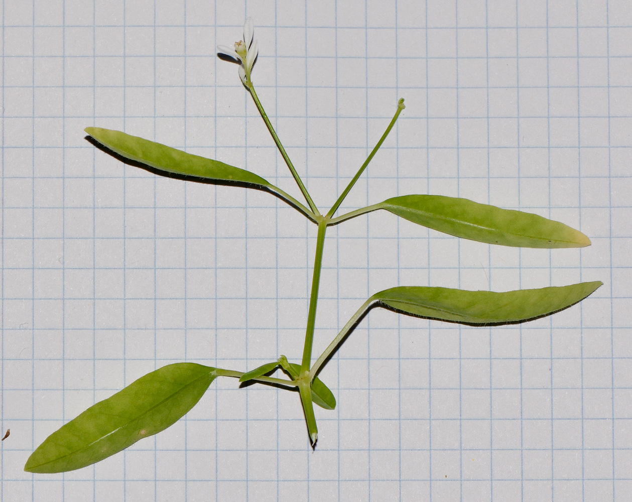Изображение особи Euphorbia graminea.