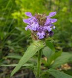 Prunella japonica. Верхушка цветущего растения. Приморский край, Партизанский городской округ, окр. с. Тигрового, долина р. Тигровая. 05.07.2015.