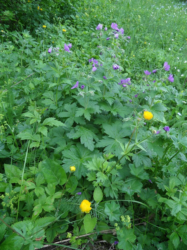 Изображение особи Geranium sylvaticum.