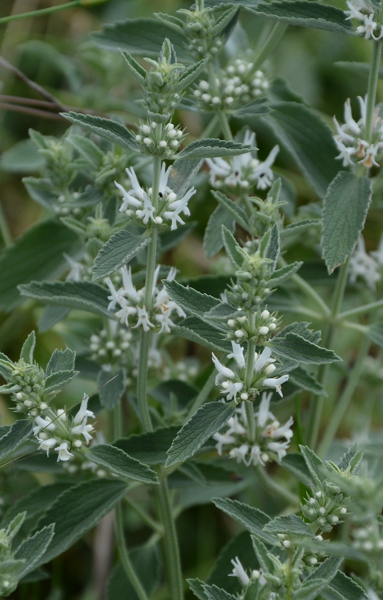 Image of Marrubium praecox specimen.