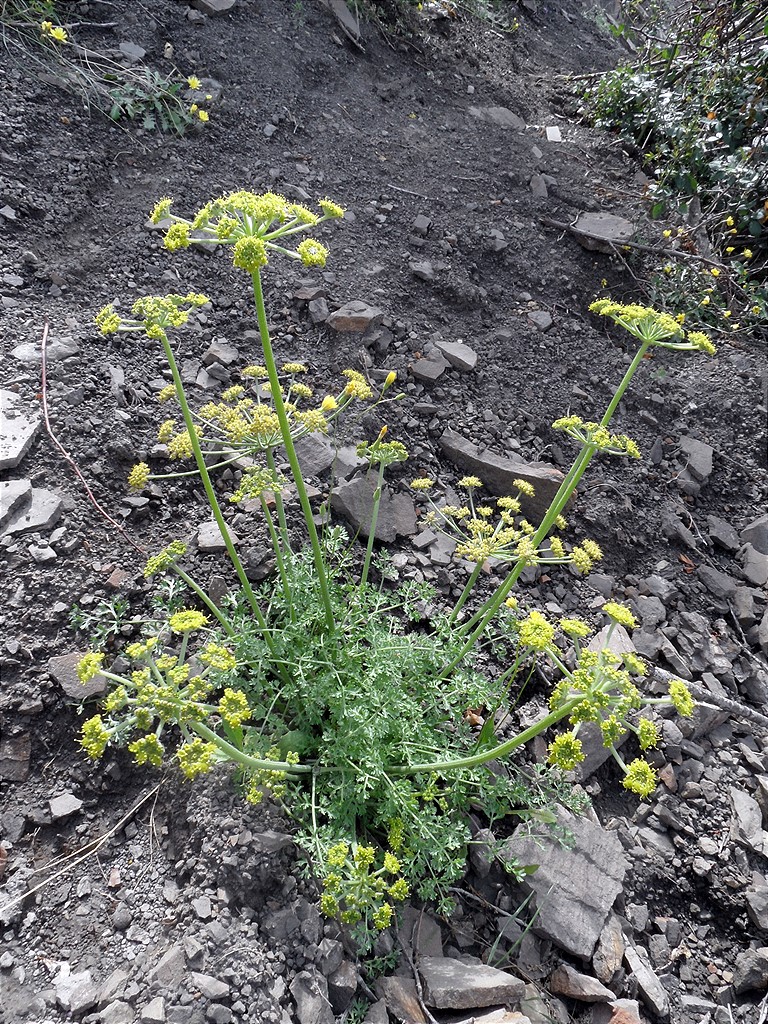 Изображение особи Zosima absinthifolia.