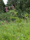 Lathyrus pisiformis. Верхушка цветущего и плодоносящего растения. Ленинградская обл., Волосовский р-н, ок. 500 м к сев. от дер. Горки 1-е, луг (по залежи?). 18.06.2016.