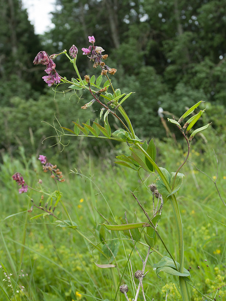 Image of Lathyrus pisiformis specimen.