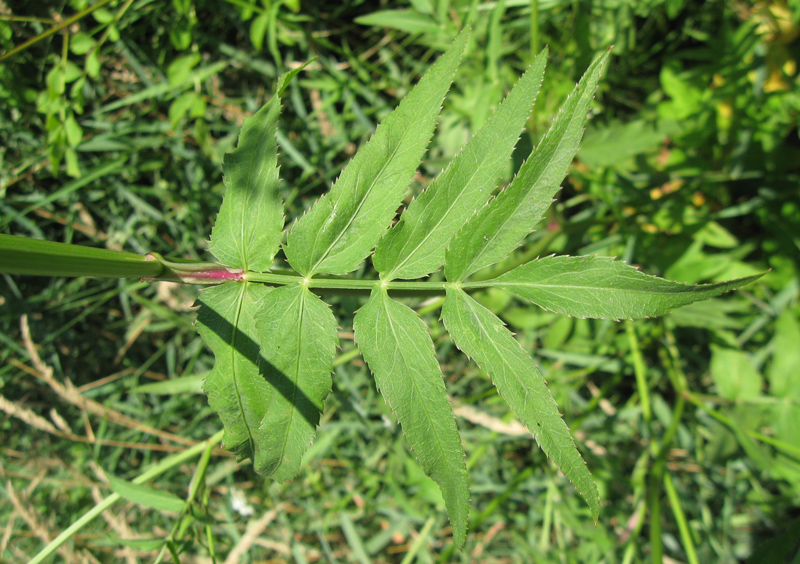 Image of Sium sisaroideum specimen.