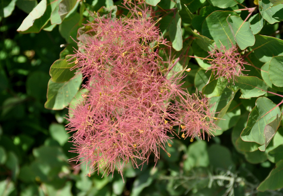 Image of Cotinus coggygria specimen.