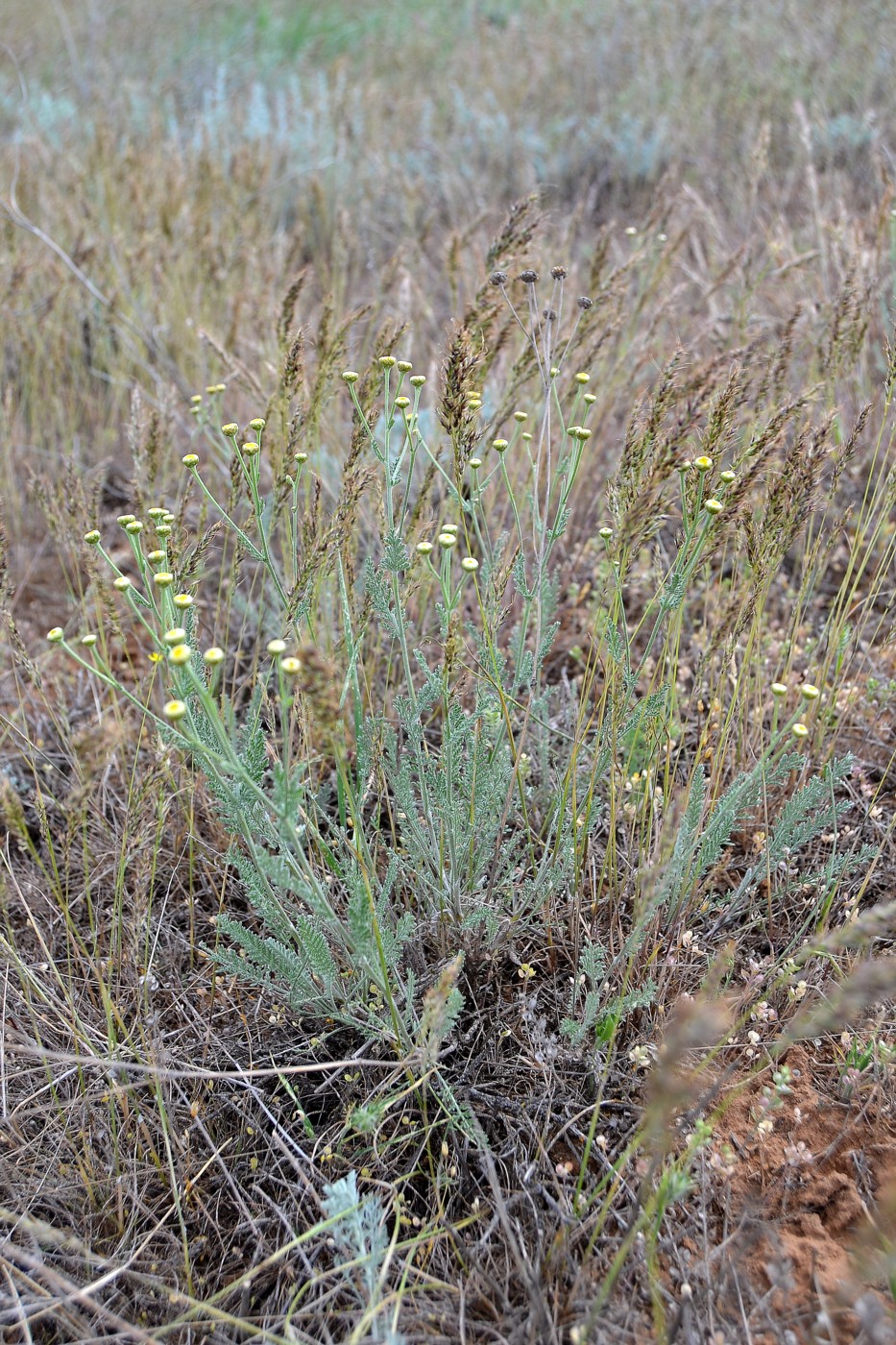 Изображение особи Tanacetum achilleifolium.