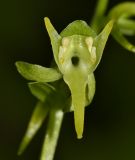 Platanthera maximowicziana. Цветок. Приморский край, окр. г. Находка, в дубовом лесу. 04.07.2016.