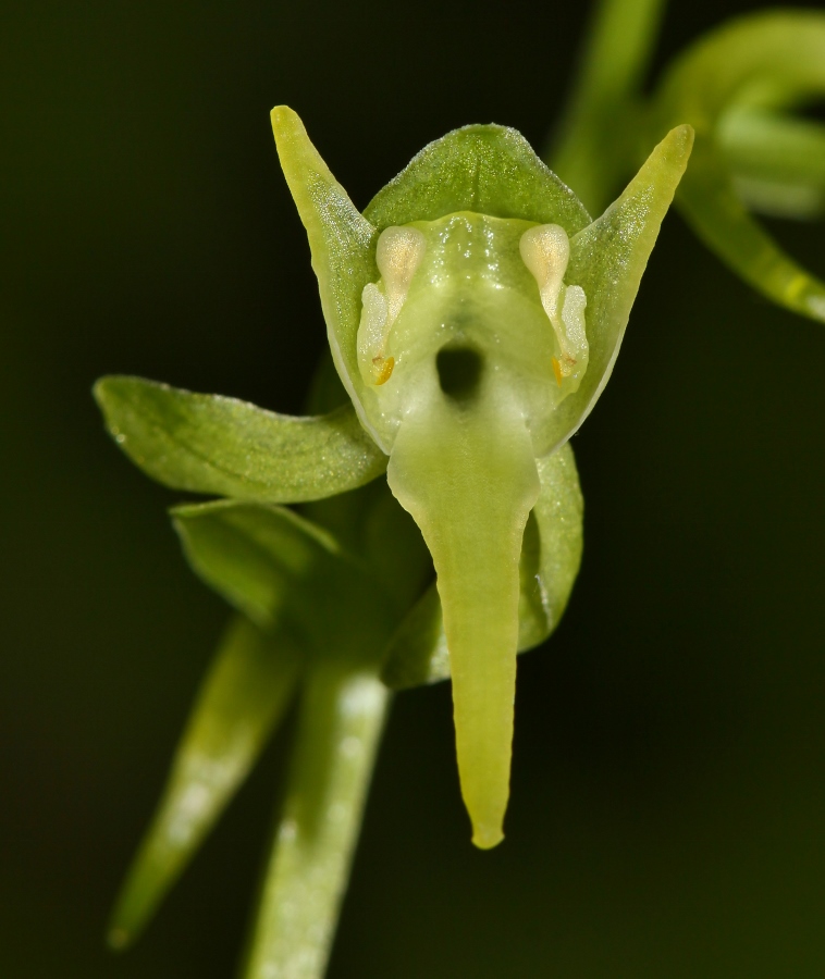 Изображение особи Platanthera maximowicziana.